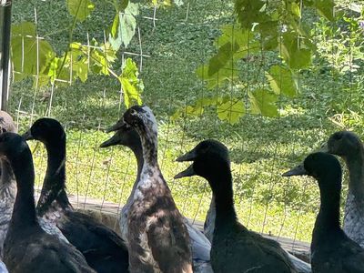 Free Peking Runner Mix Ducks