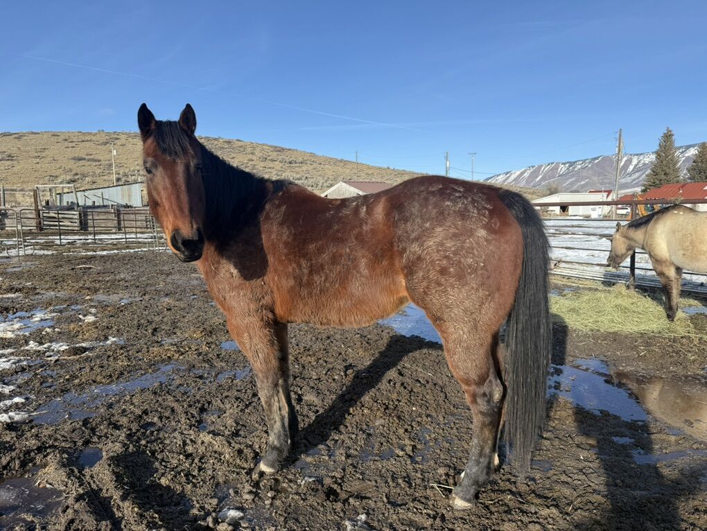 Beautiful Coming 6 Year Old Bay Mare