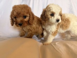 2 Cavapoo Female puppies