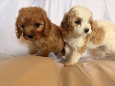 2 Cavapoo Female puppies