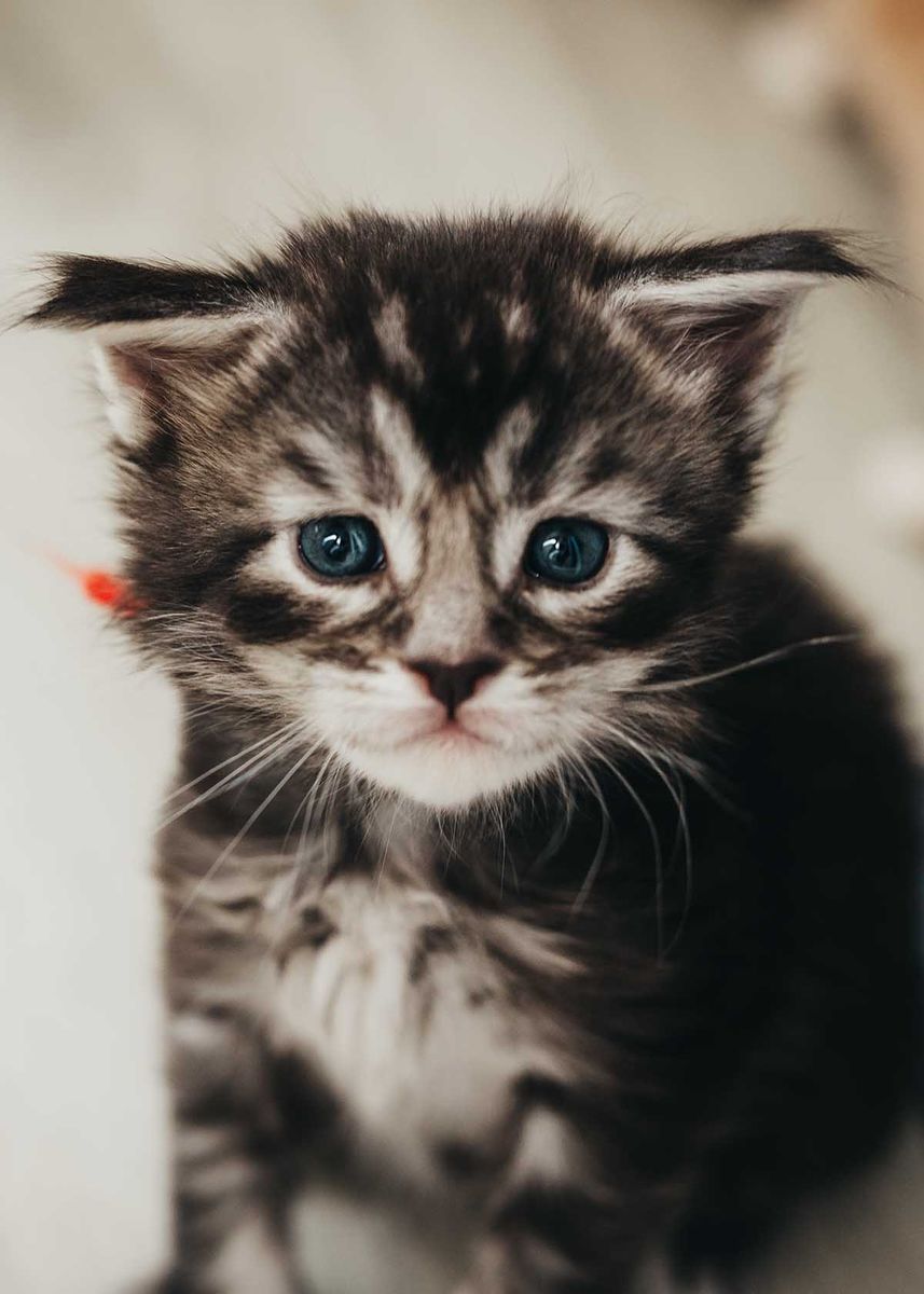 TICA Maine Coon Kittens