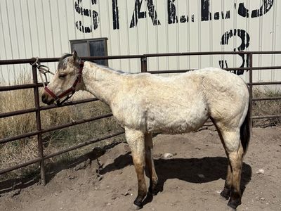 AQHA Buckskin Filly