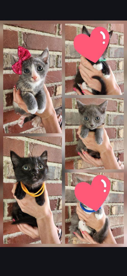 Sweet Foster Kittens Looking for Their Forever Homes!