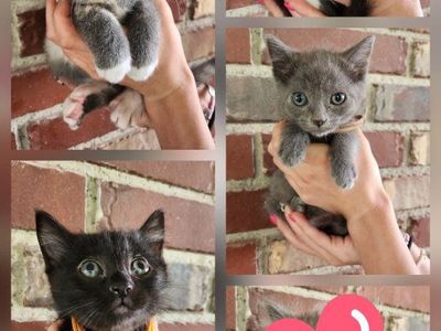 Sweet Foster Kittens Looking for Their Forever Homes!