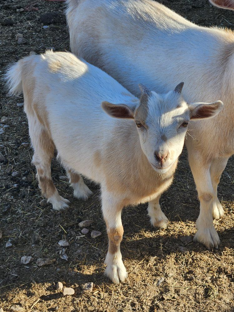 Male and female Nigerian dwarf babies