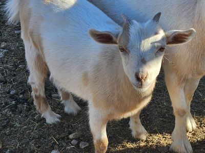 Male and female Nigerian dwarf babies