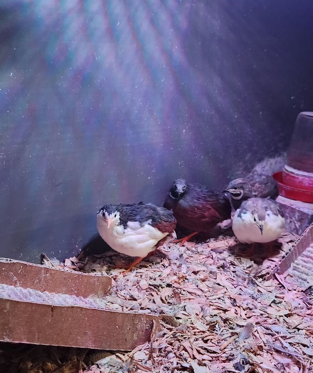 4 male button quail