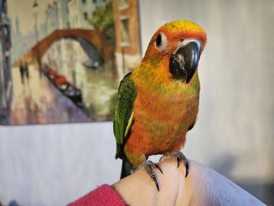 Last Baby Sun-Jenday Conure