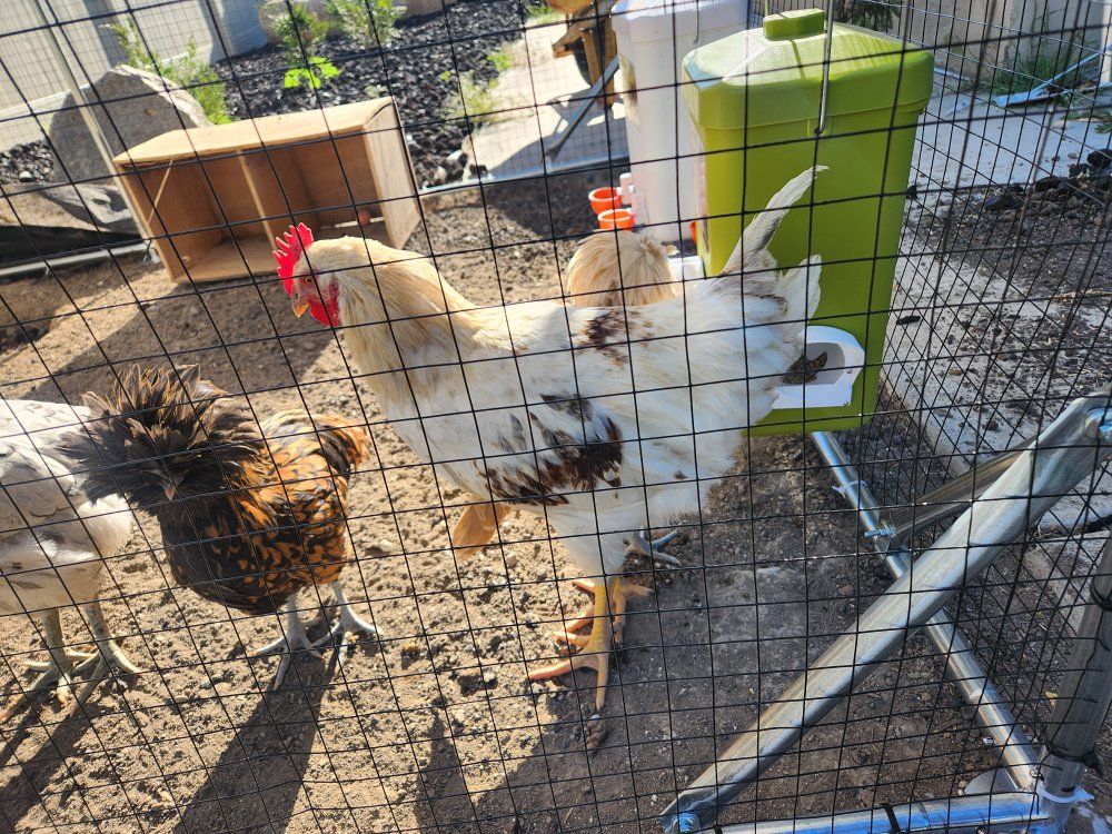 Amber link rooster