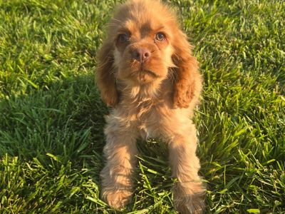 Cocker Spaniel Puppies