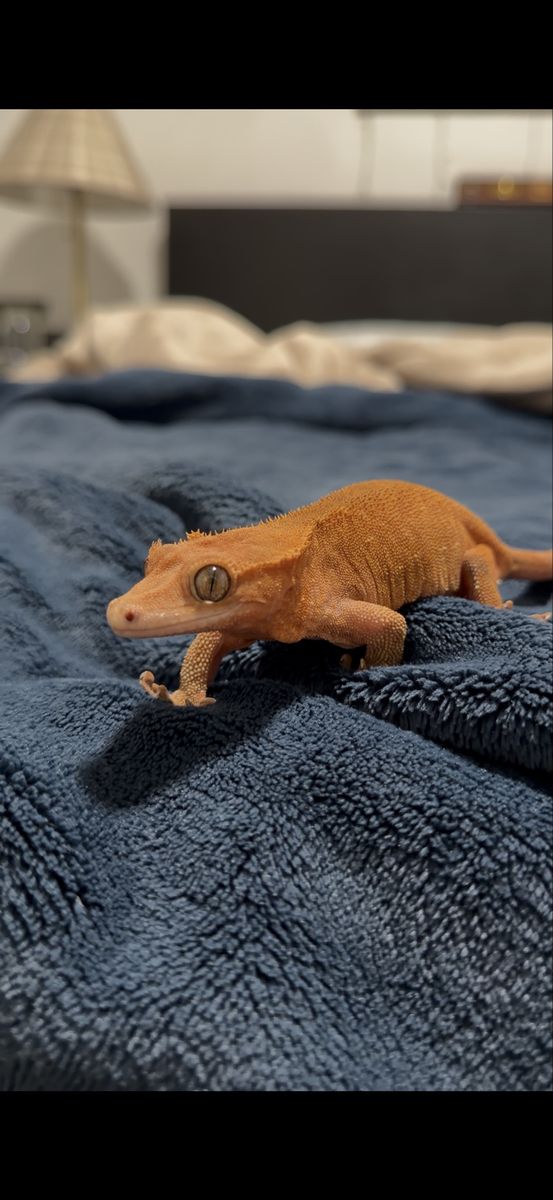 Female Crested Gecko