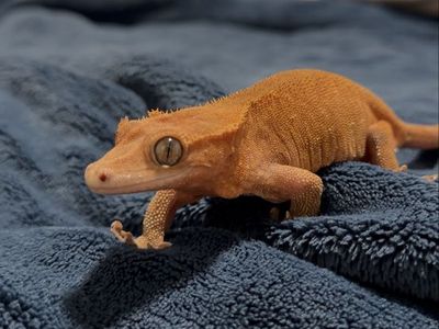 Female Crested Gecko