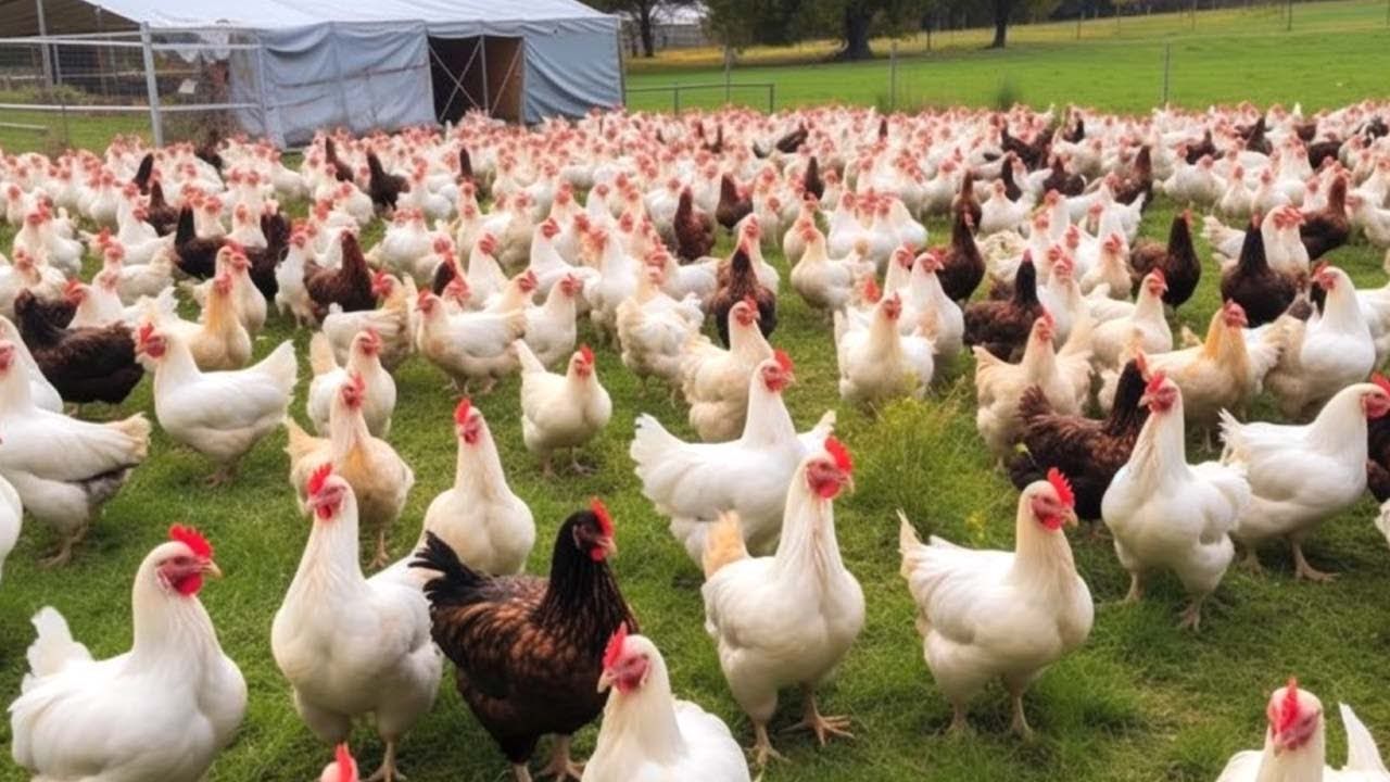 Chickens