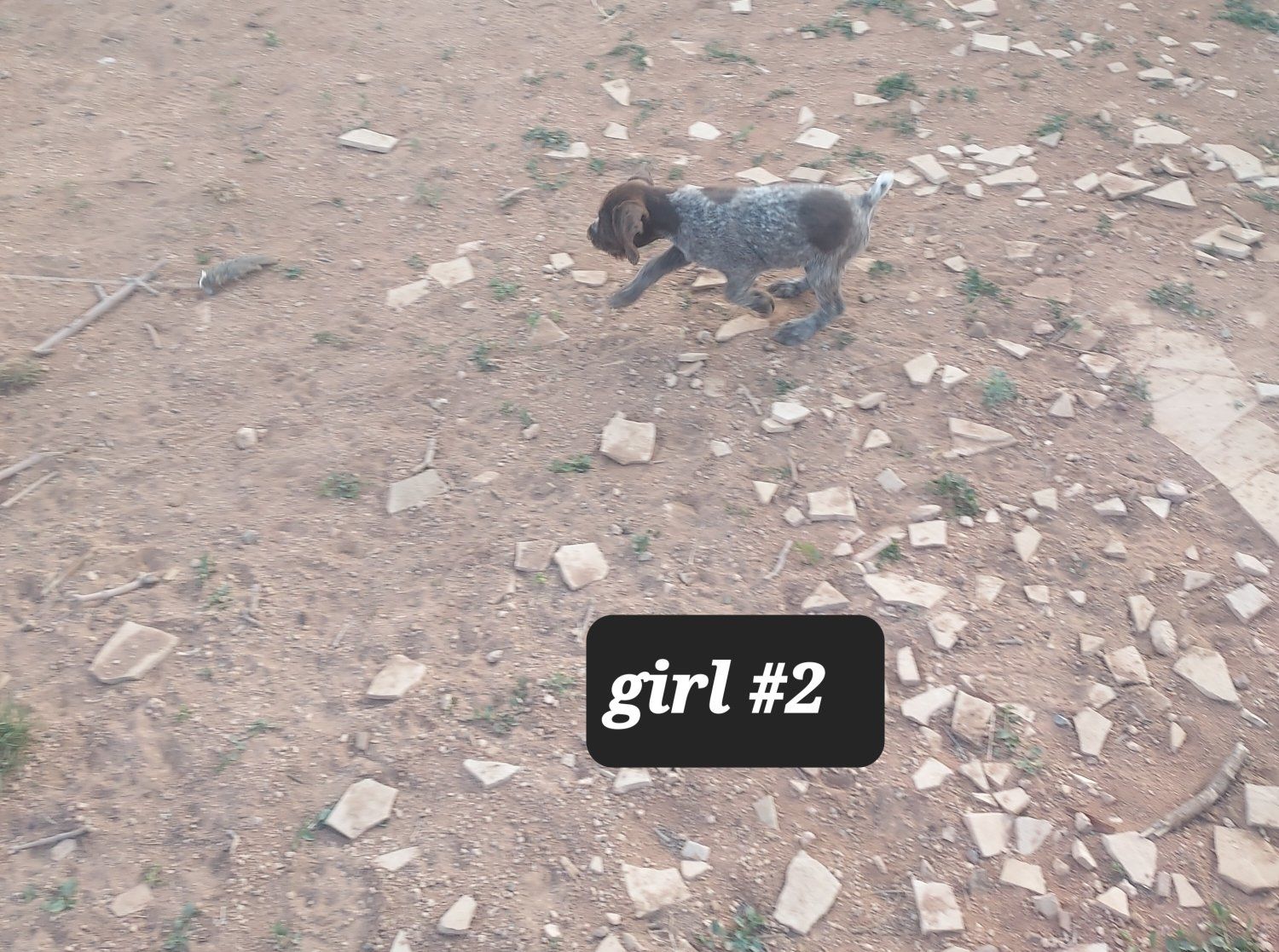AKC registered German wirehaired pointer pups