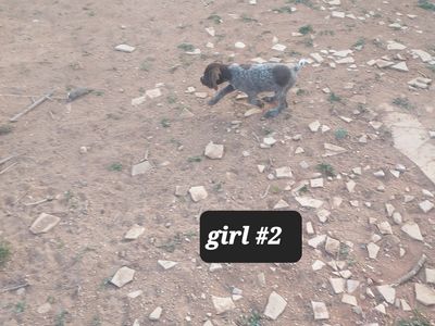 AKC registered German wirehaired pointer pups