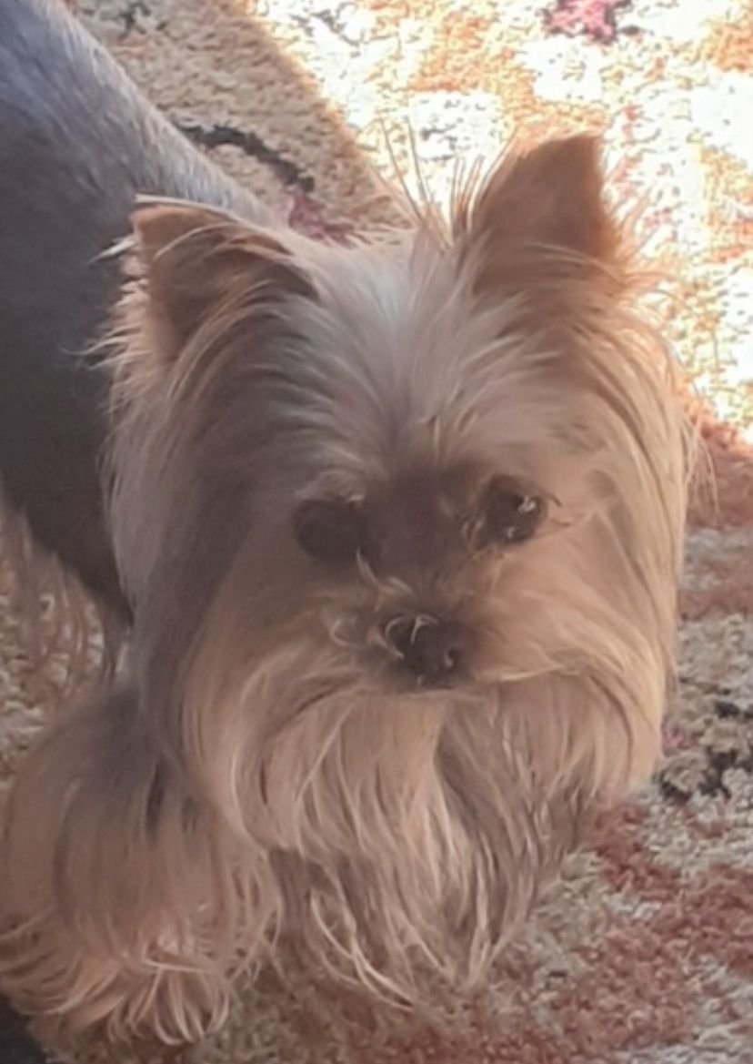 AKC/CKC  teacup yorkie for stud service only