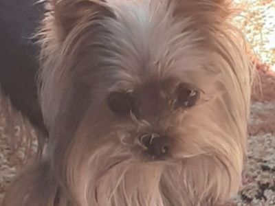 AKC/CKC teacup yorkie for stud service only
