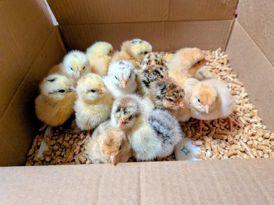 Chicks