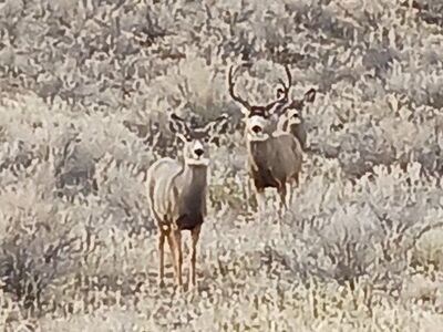 40 acres Flaming Gorge Manila Utah