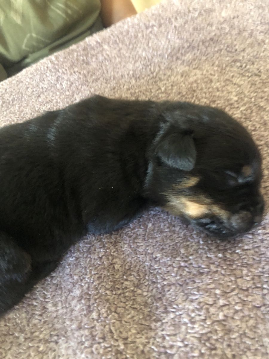 Purebred German Rottweiler puppies