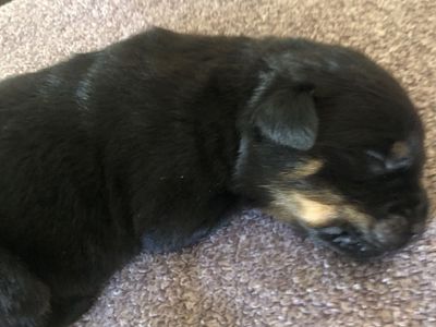 Purebred German Rottweiler puppies