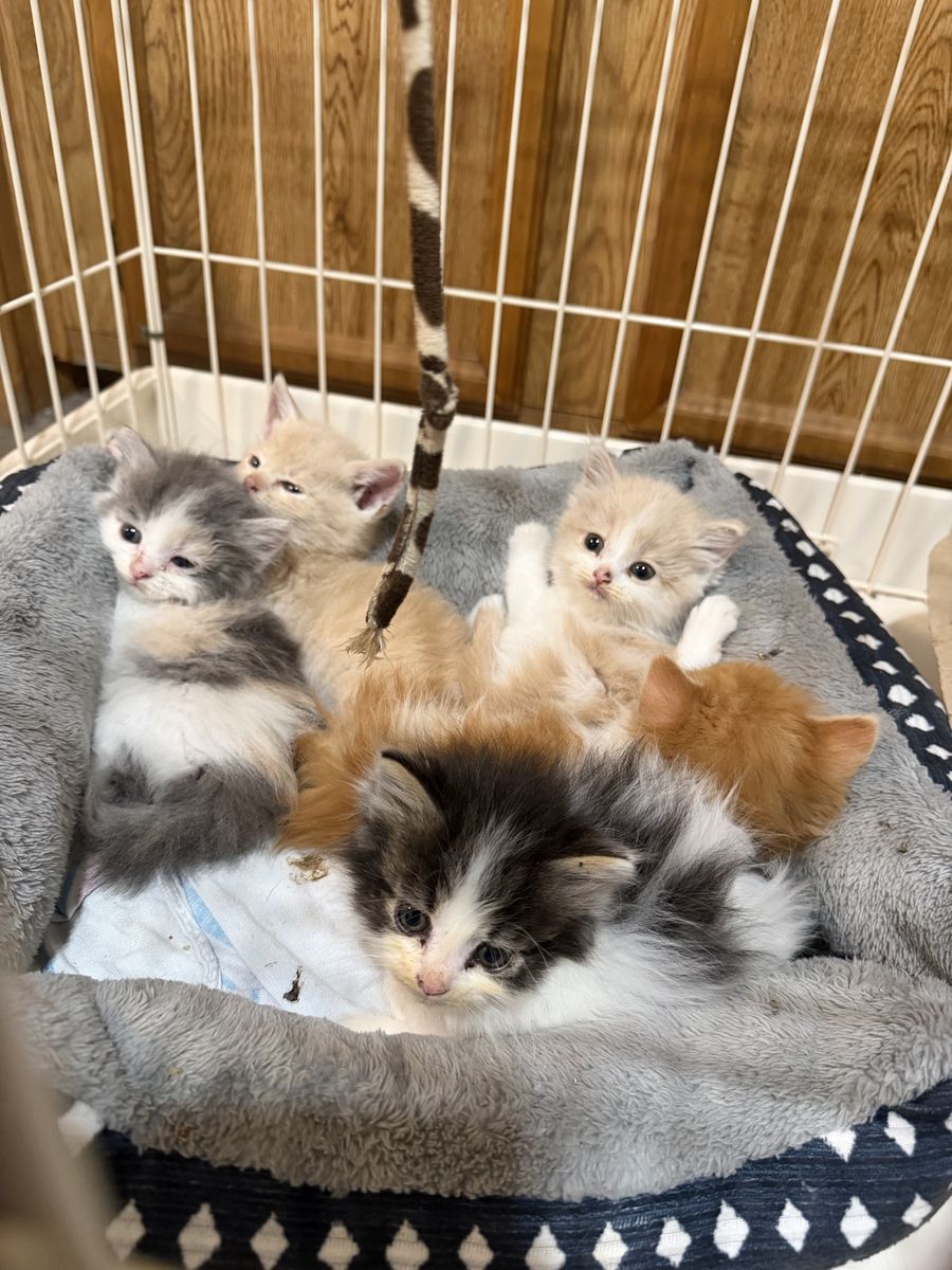 Main image 4