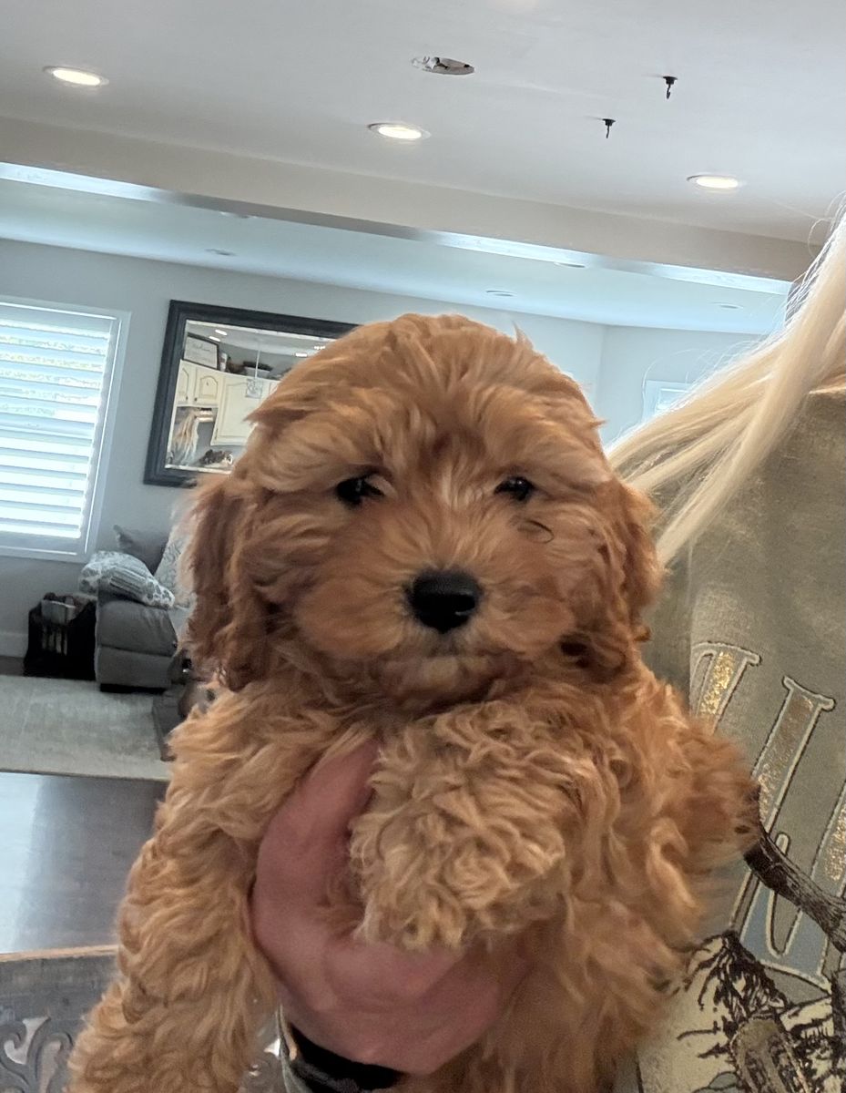 Cavapoo Puppies