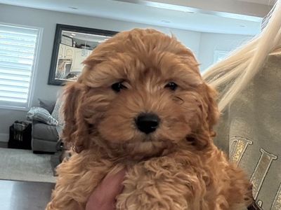 Cavapoo Puppies