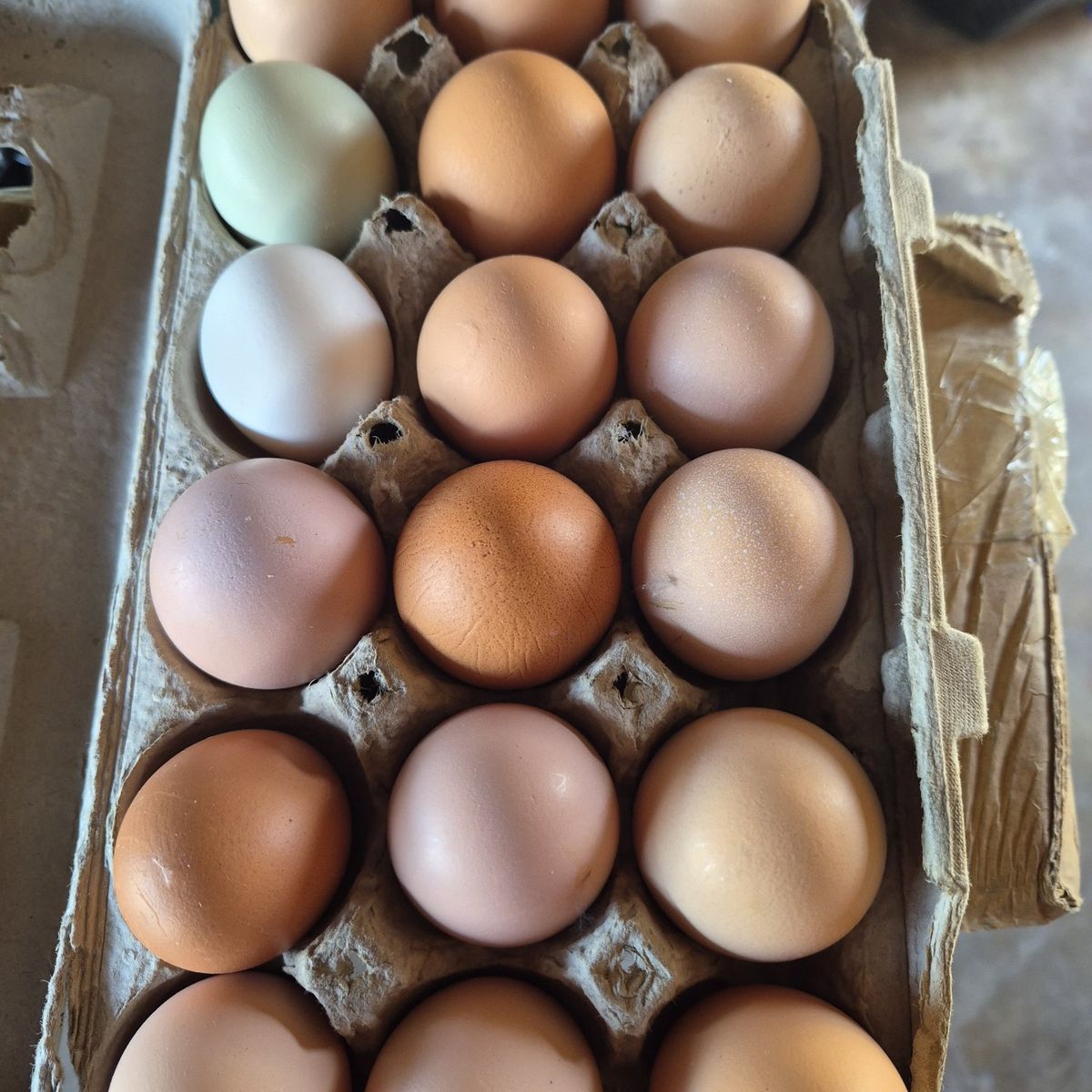 Farm Fresh Eggs