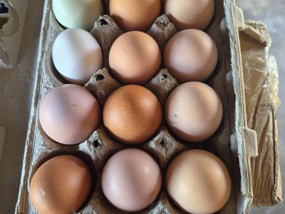 Farm Fresh Eggs