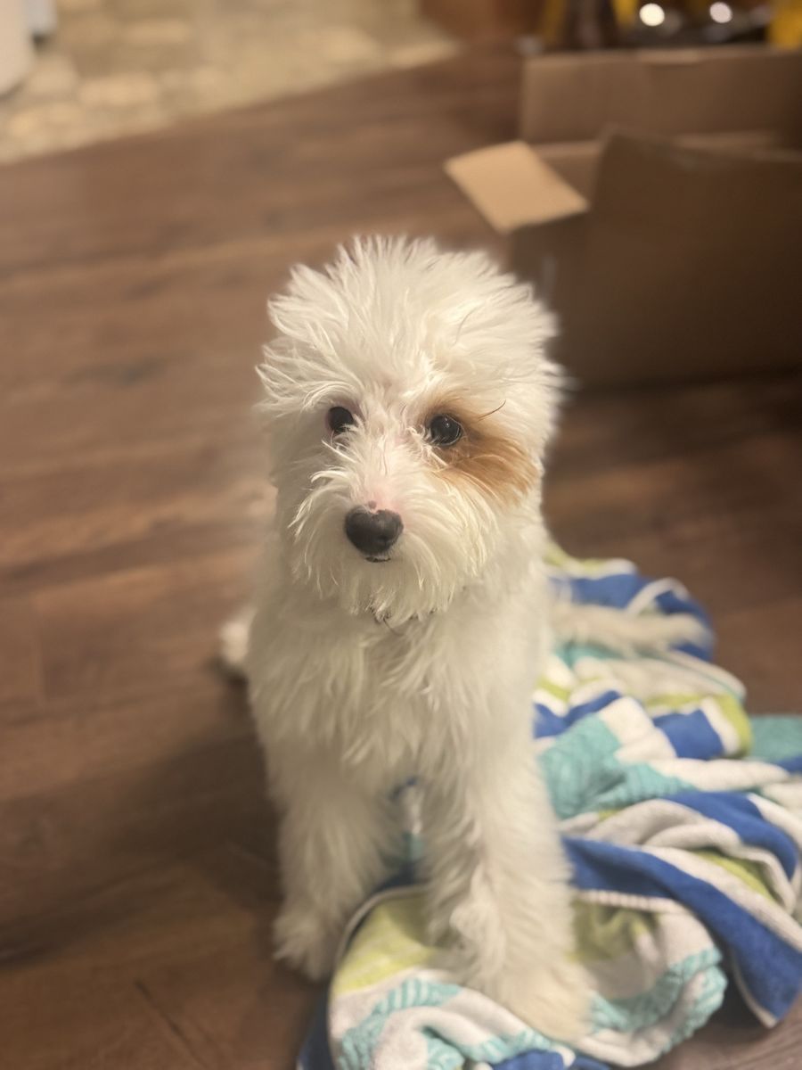 Toy Goldendoodle