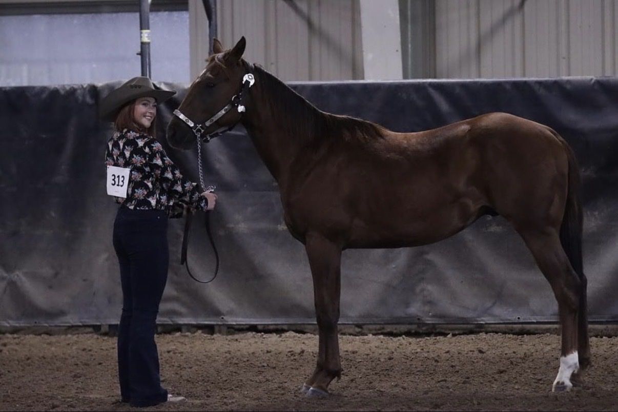 4yr Gelding for sale