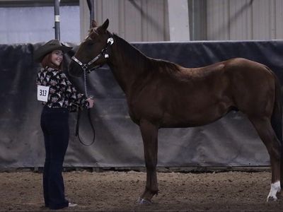 4yr Gelding for sale