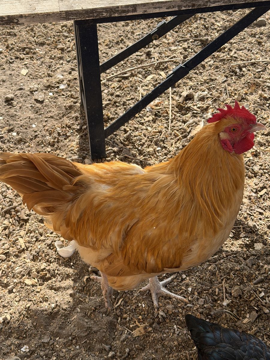 Buff Orpington Rooster