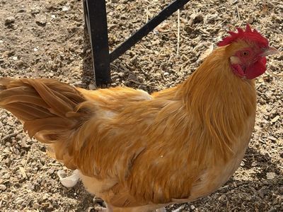 Buff Orpington Rooster