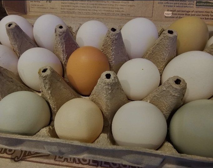 Farm fresh eggs