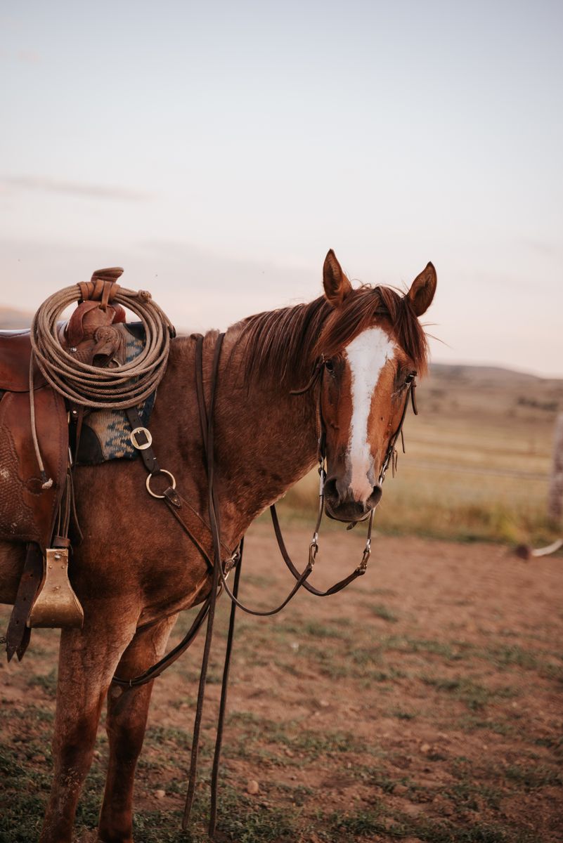 5-6 year old half pony