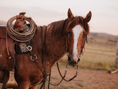 5-6 year old half pony