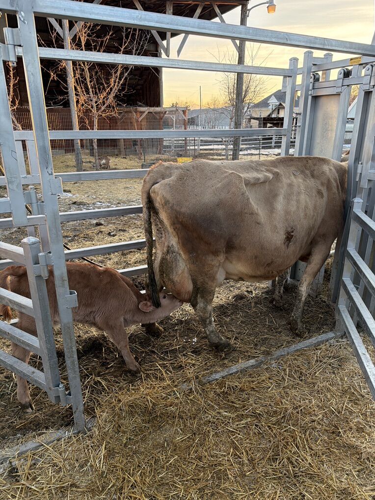 Cute friendly Jersey Bull Calf