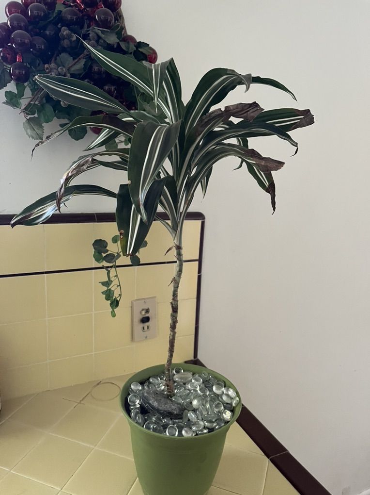 Plant