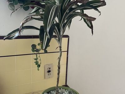 Plant