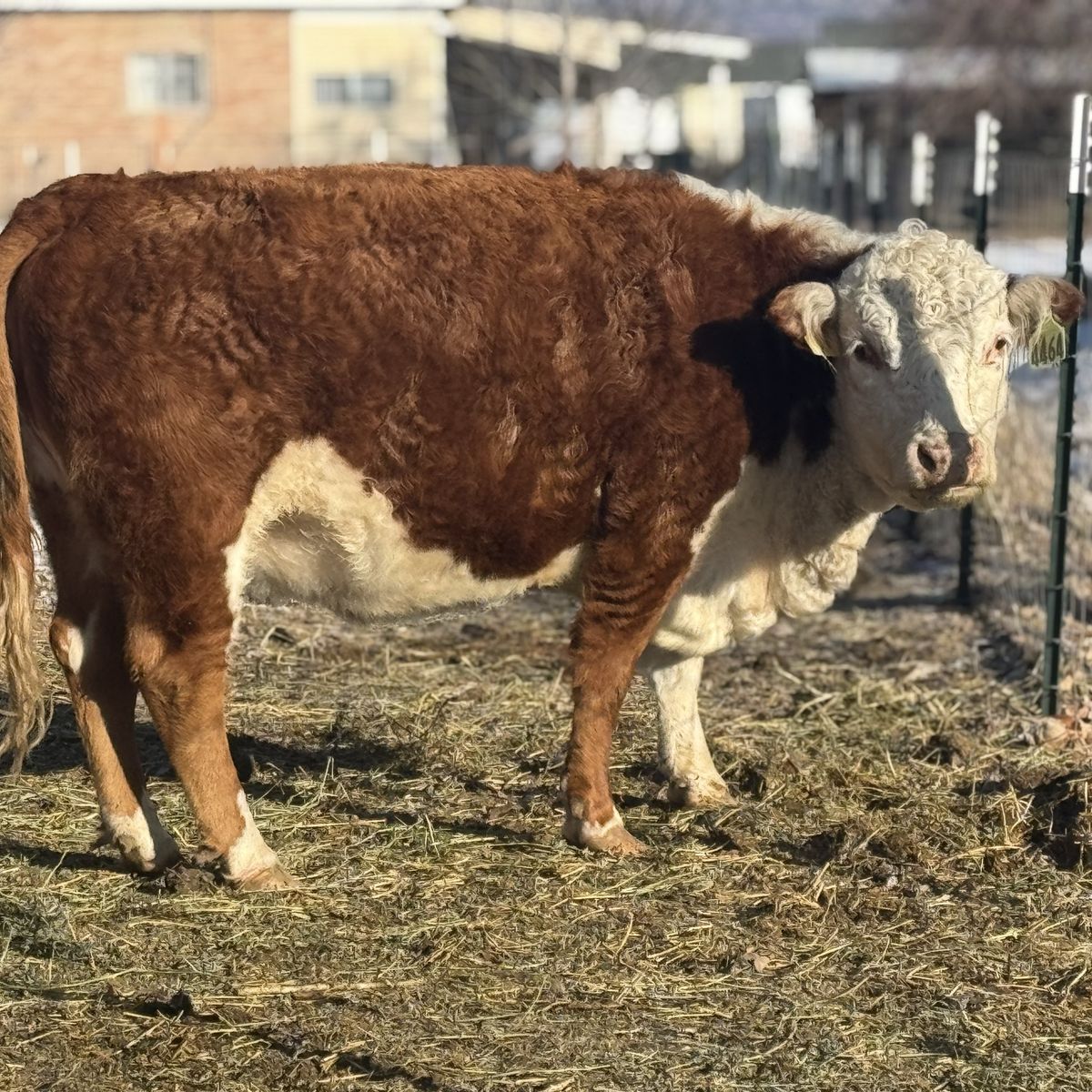 Mini Hereford Cow Calf Pair – Heifer Calf