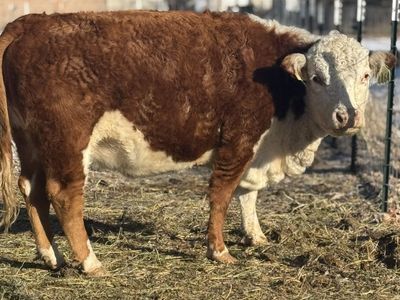 Mini Hereford Cow Calf Pair – Heifer Calf