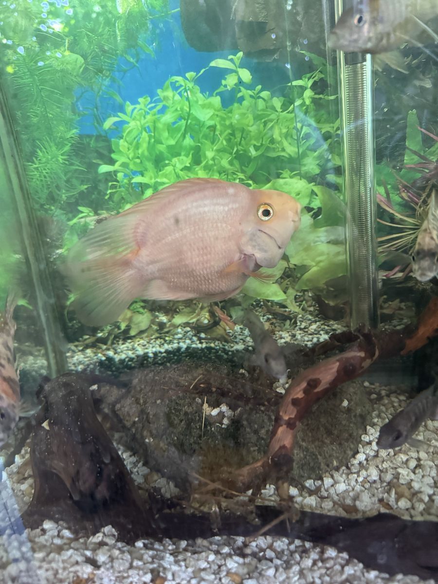 Freshwater Aquarium Fish - Pink/Orange Parrot Cichlid