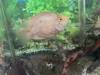 Freshwater Aquarium Fish - Pink/Orange Parrot Cichlid