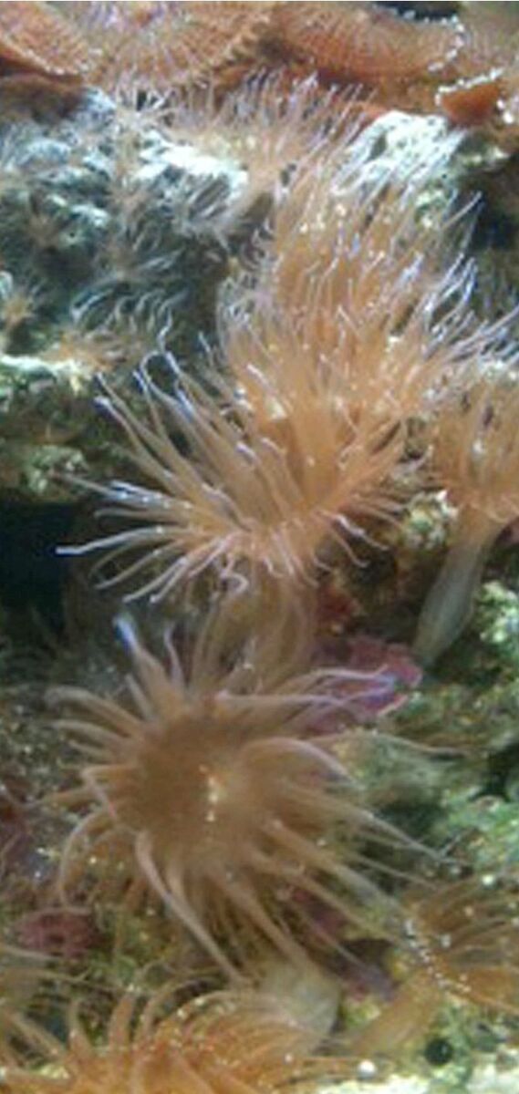 looking for aiptasia