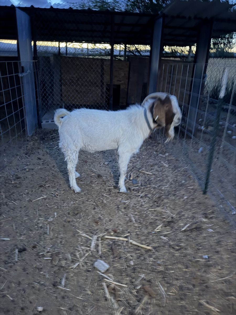 Boer Billy