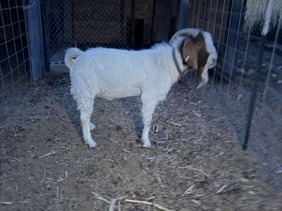 Boer Billy