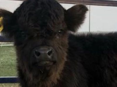 Highland Mini Bull calf