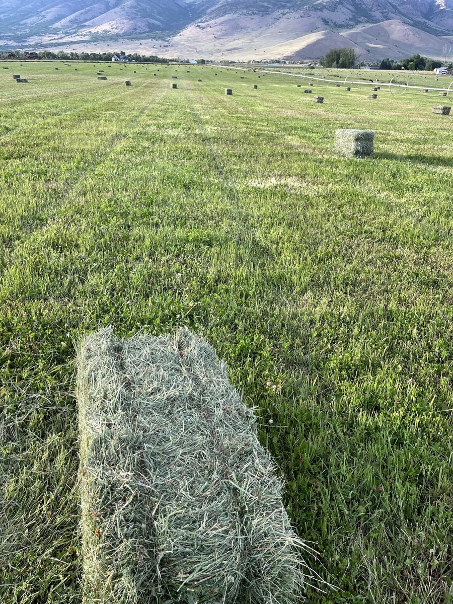 Grass/alfalfa mix